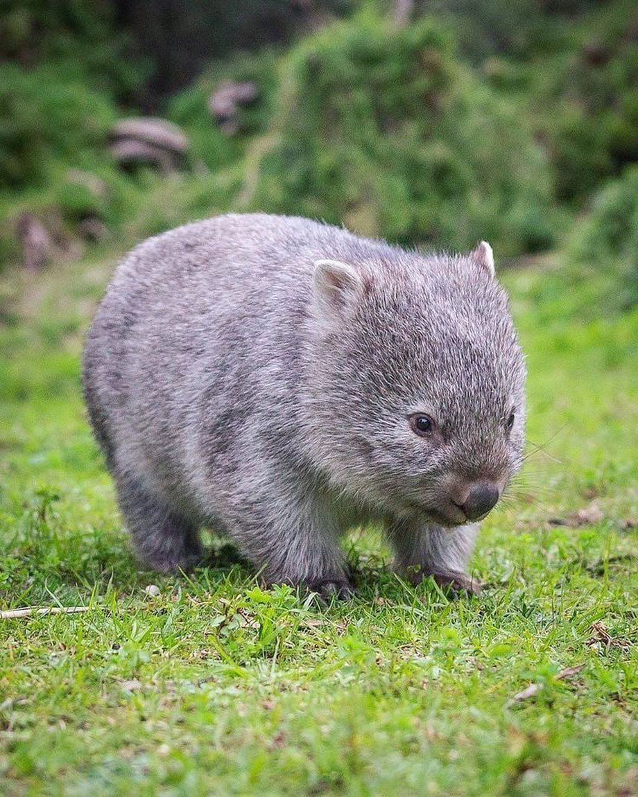 Шерстоносый вомбат