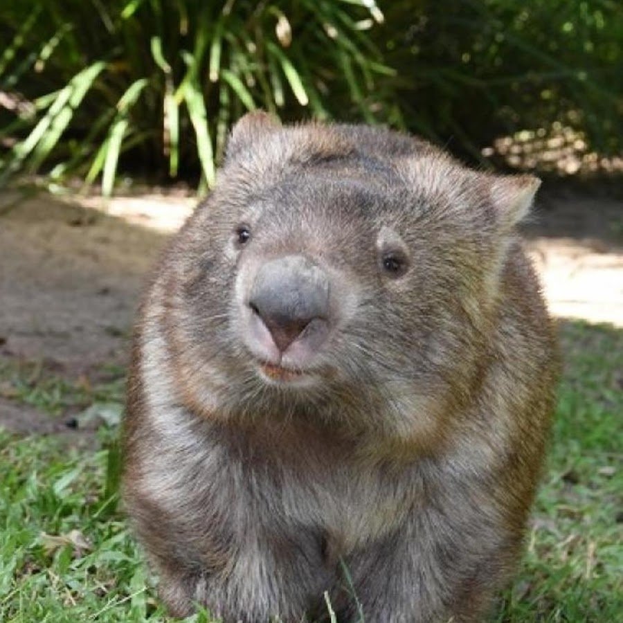 Вомбат и капибара