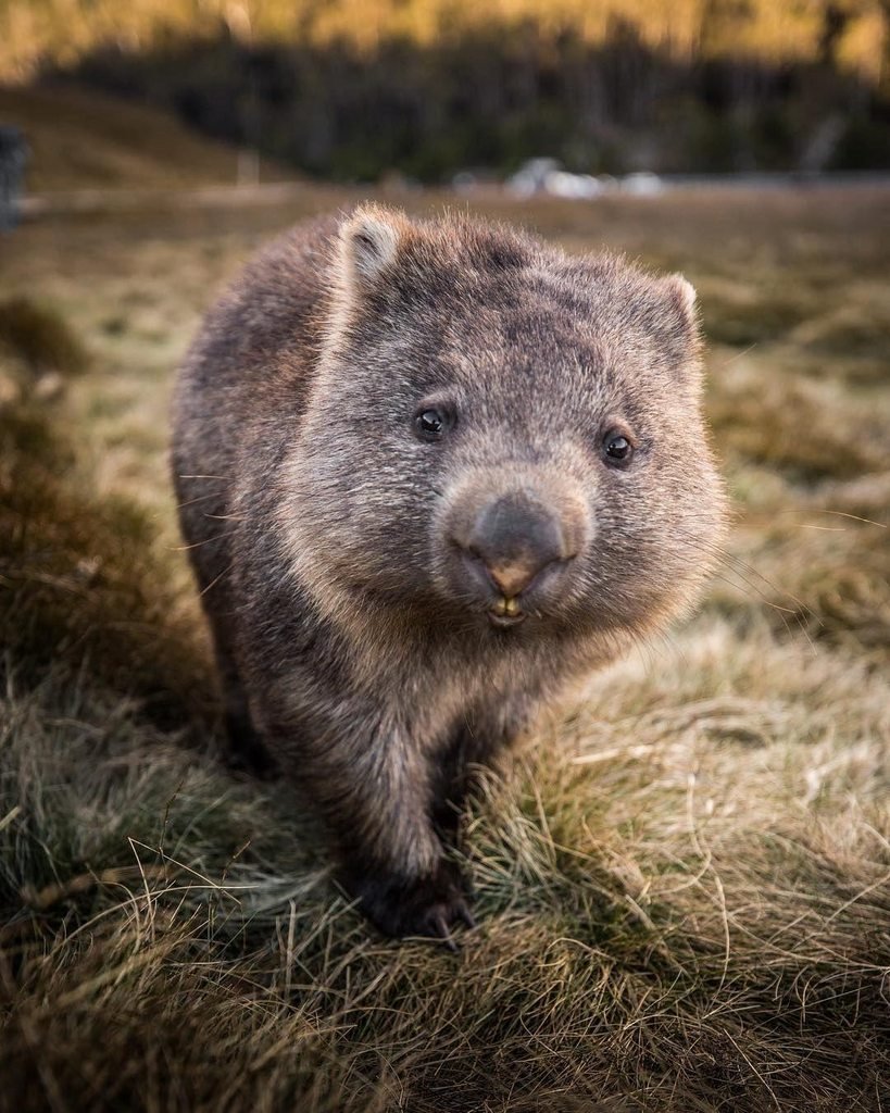 Вомбат в Австралии