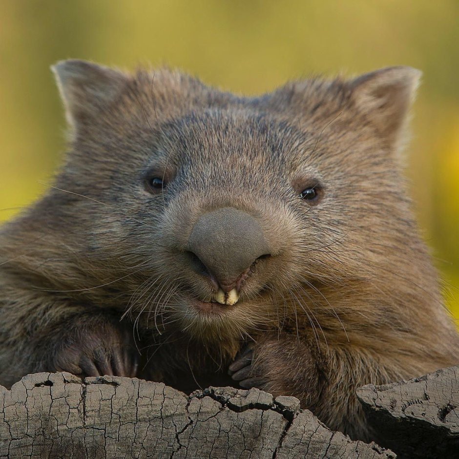 Дроздов про вомбата