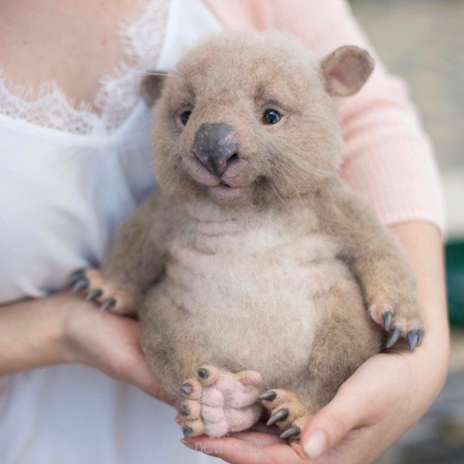 Вомбатики милые
