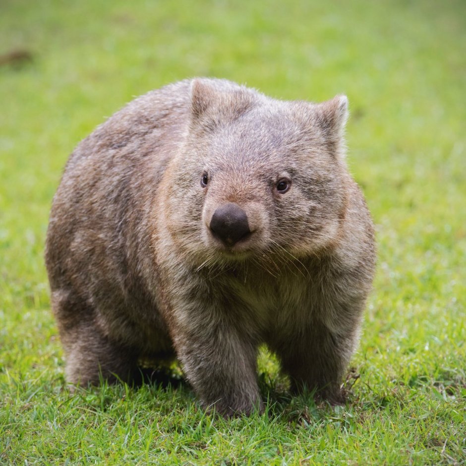 Квинслендский вомбат