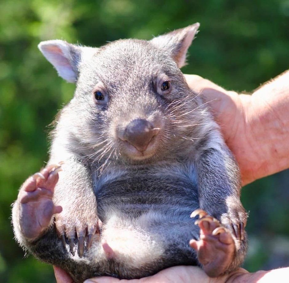 Северный шерстоносый вомбат