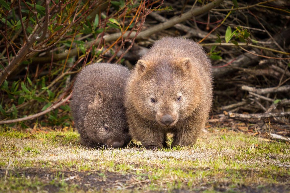 Тасманийский вомбат