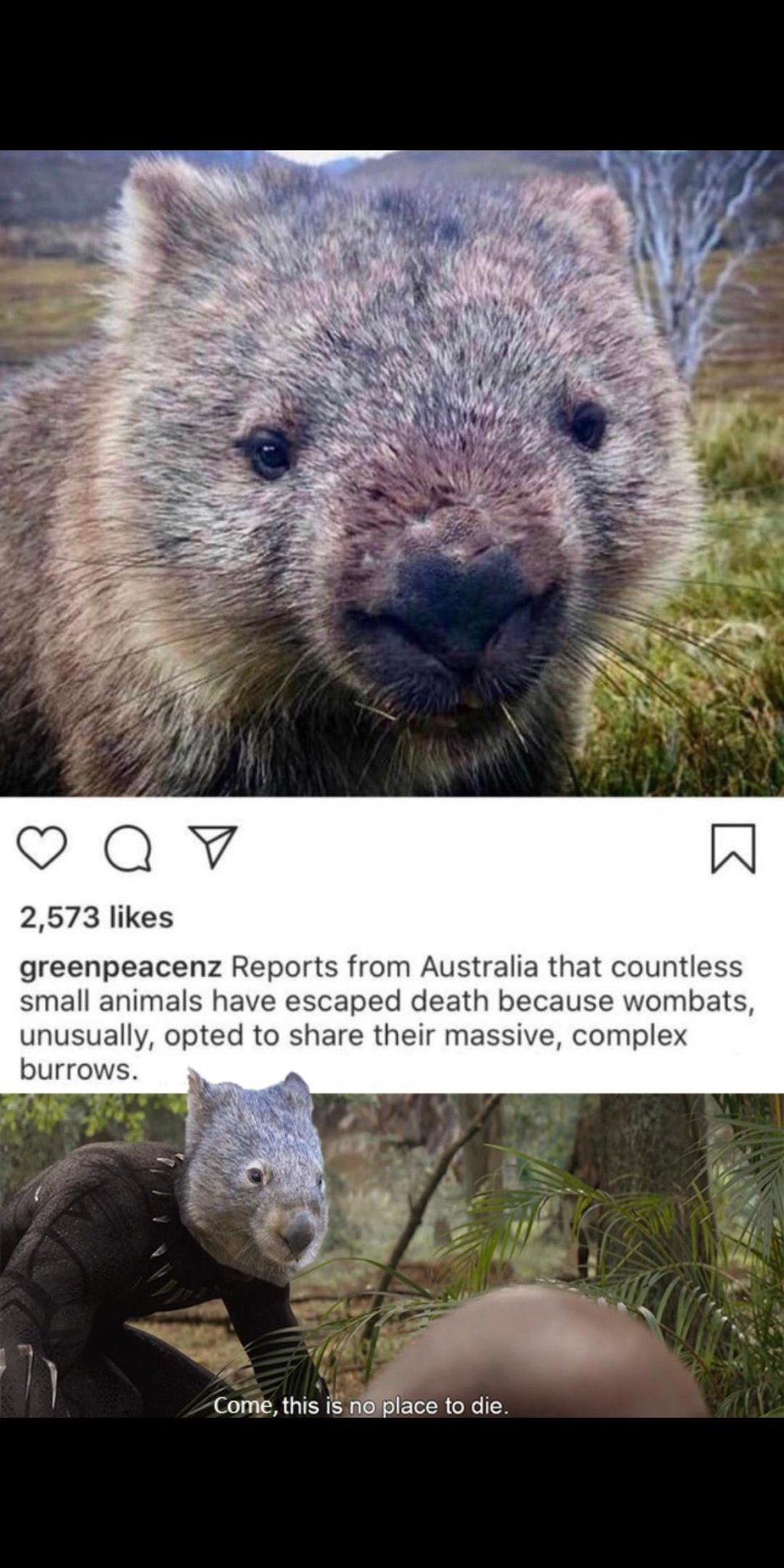 Вомбат смешной