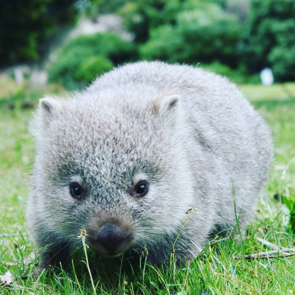 Реликтовый вомбат