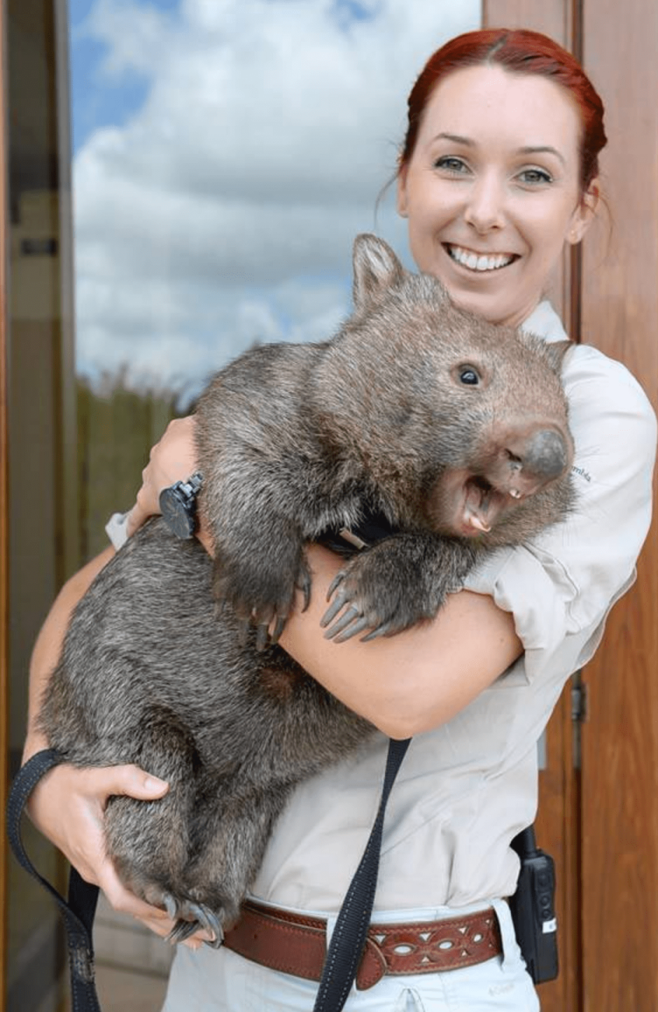 Вомбат и капибара