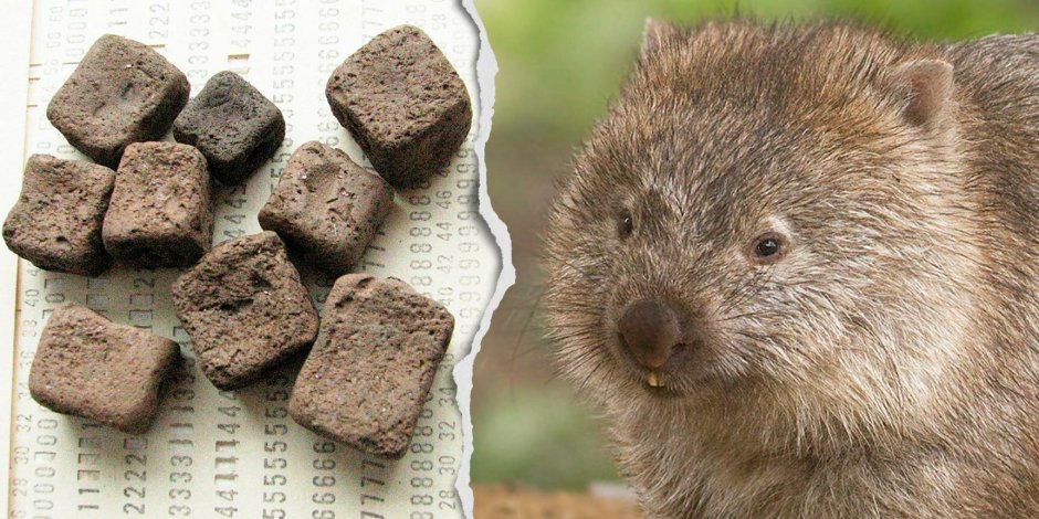 Квадратные экскременты вомбата