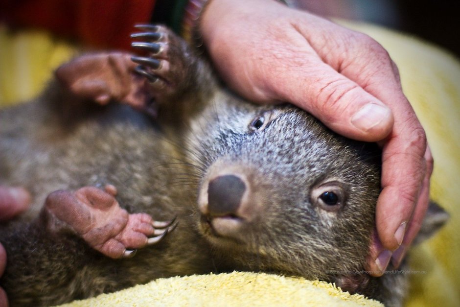 Вомбат лапы