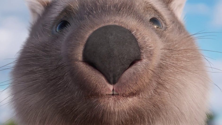 Вомбат покемон