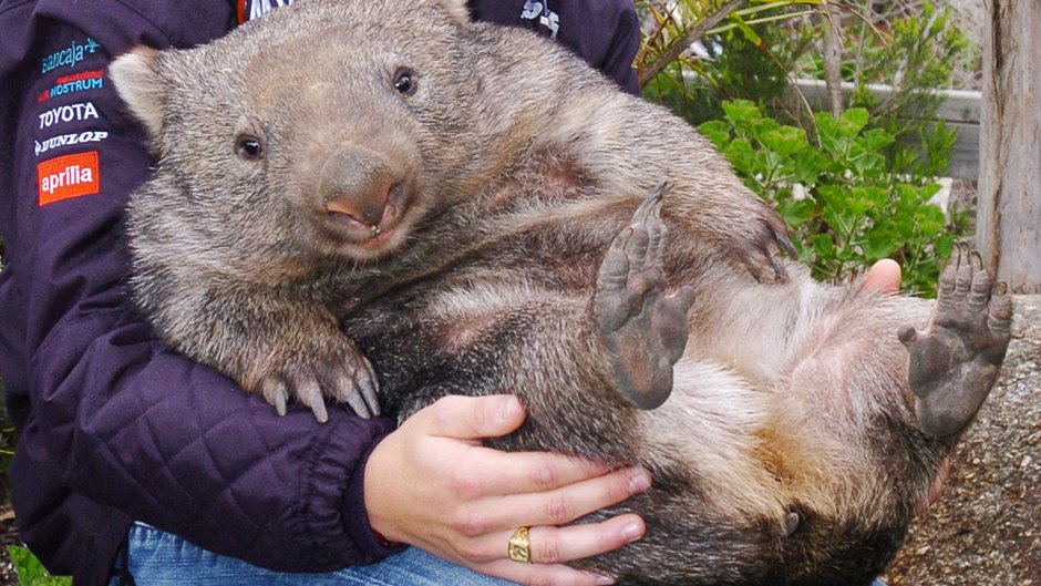 Большой австралийский хомяк вомбат