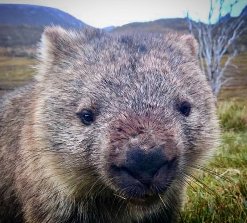 Вомбат зубы