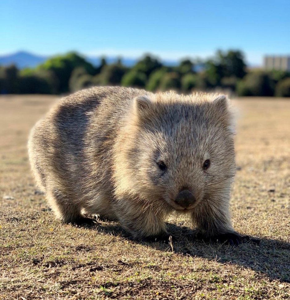 Сумчатый вомбат