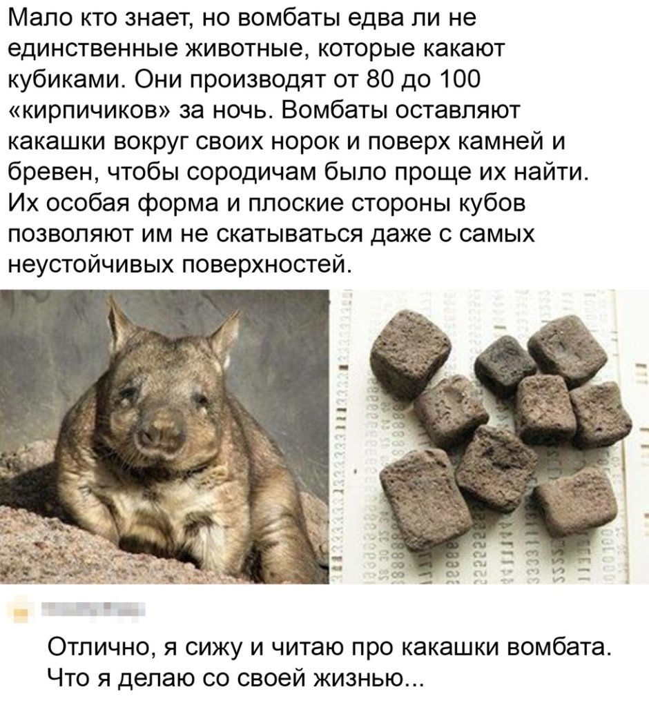 Квадратные экскременты вомбата
