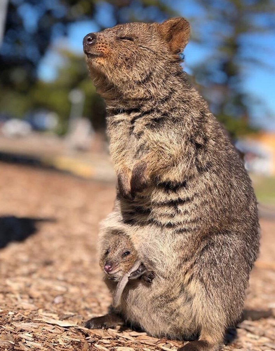 Сумчатый вомбат