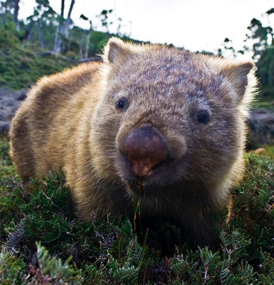 Вомбат Тасмания