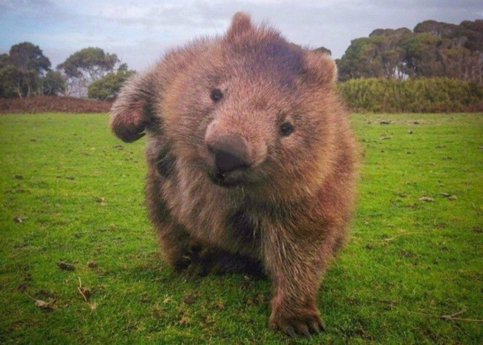 Вомбат лапы