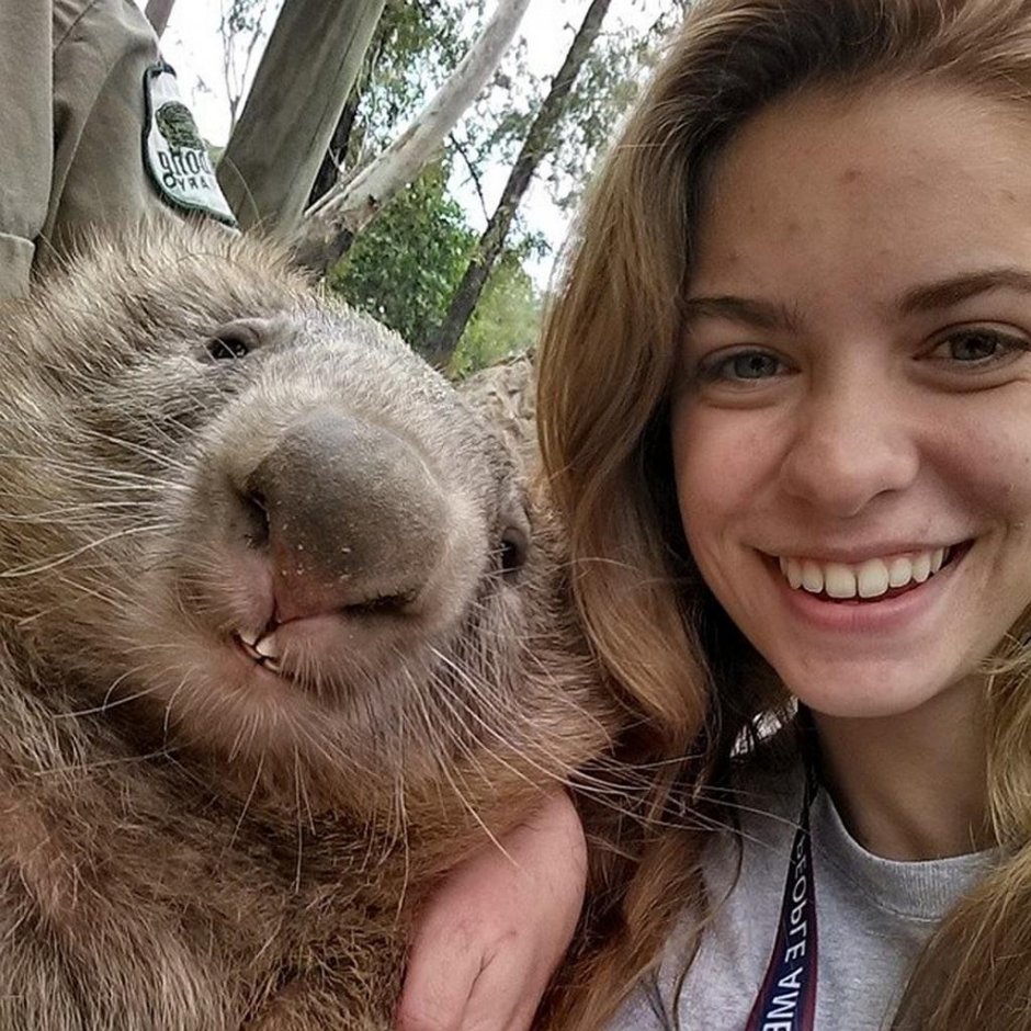 Вомбат селфи