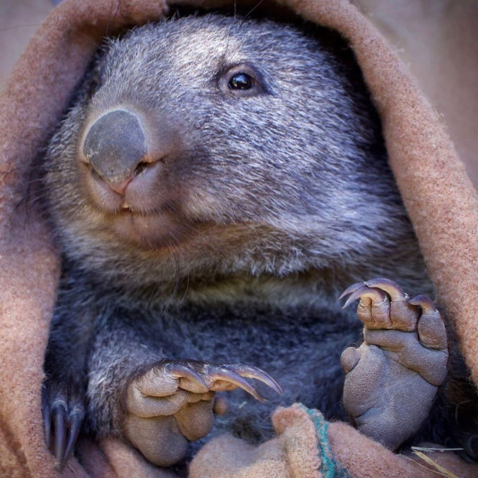 Вомбат малыш