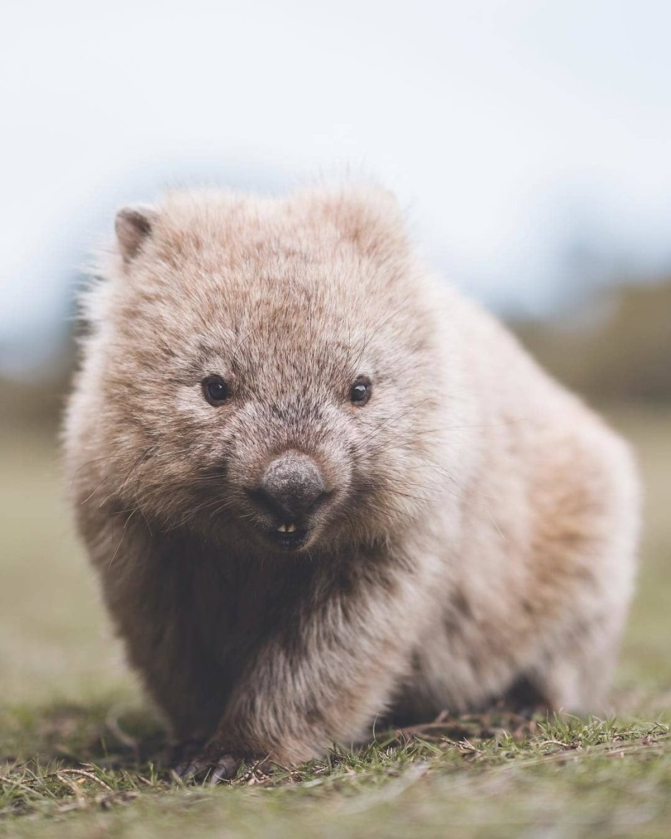 Няшный вомбат