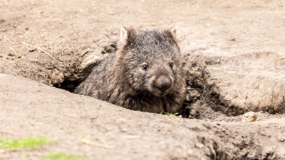 Вомбат Full HD