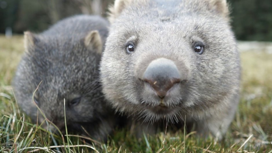 Вомбат и капибара