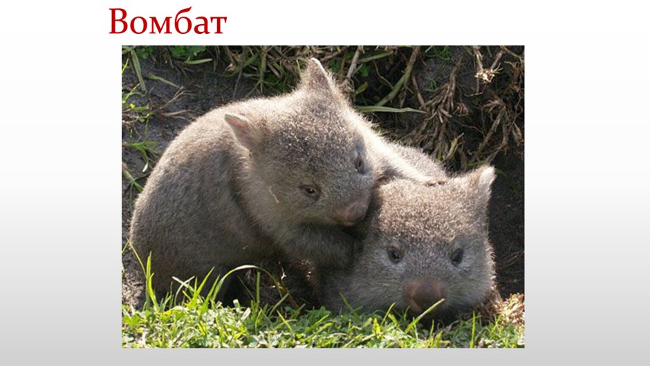 Вомбаты обнимаются