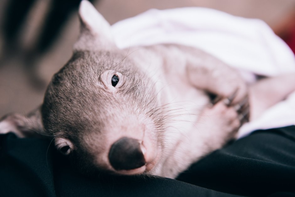 Вомбат маленький детеныш