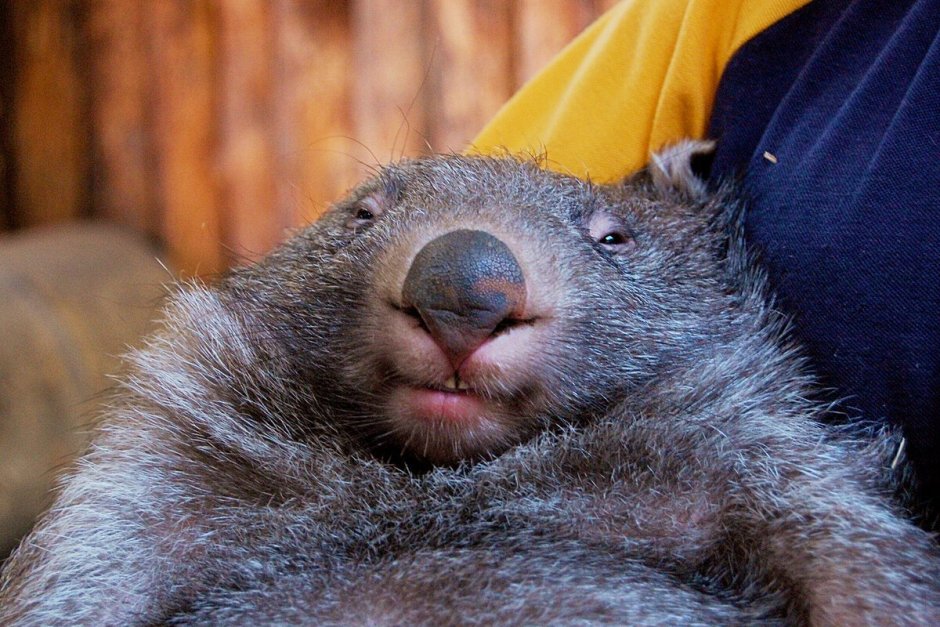 Злой вомбат