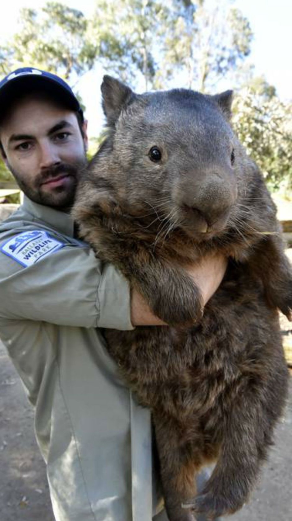 Вомбат Титан