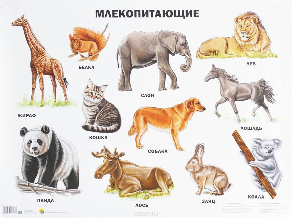 Млекопитающие животные список