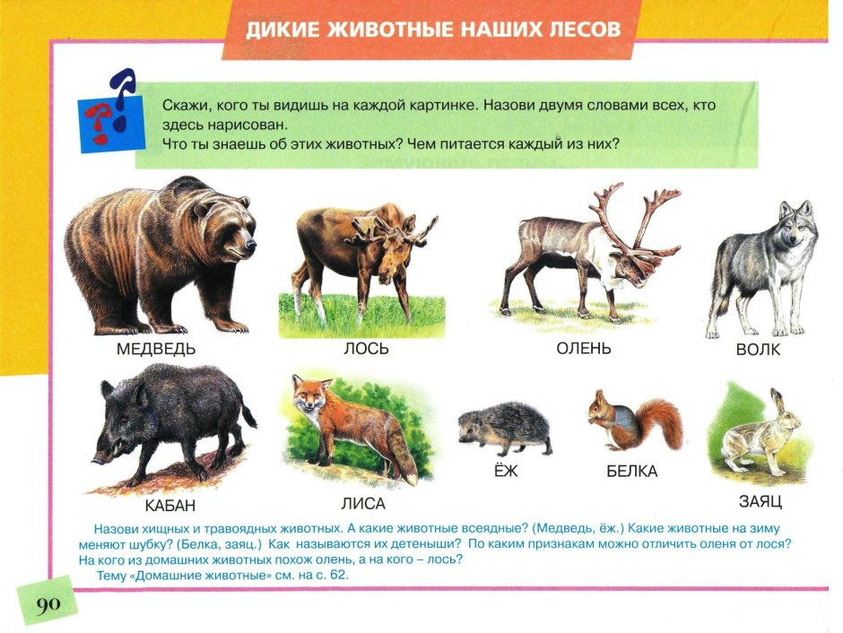 Хищные и травоядные животные для дошкольников