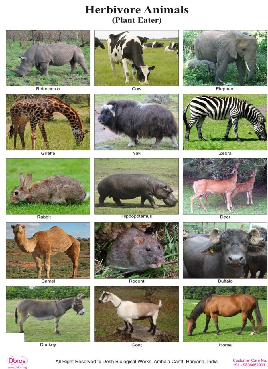 Herbivore Carnivore
