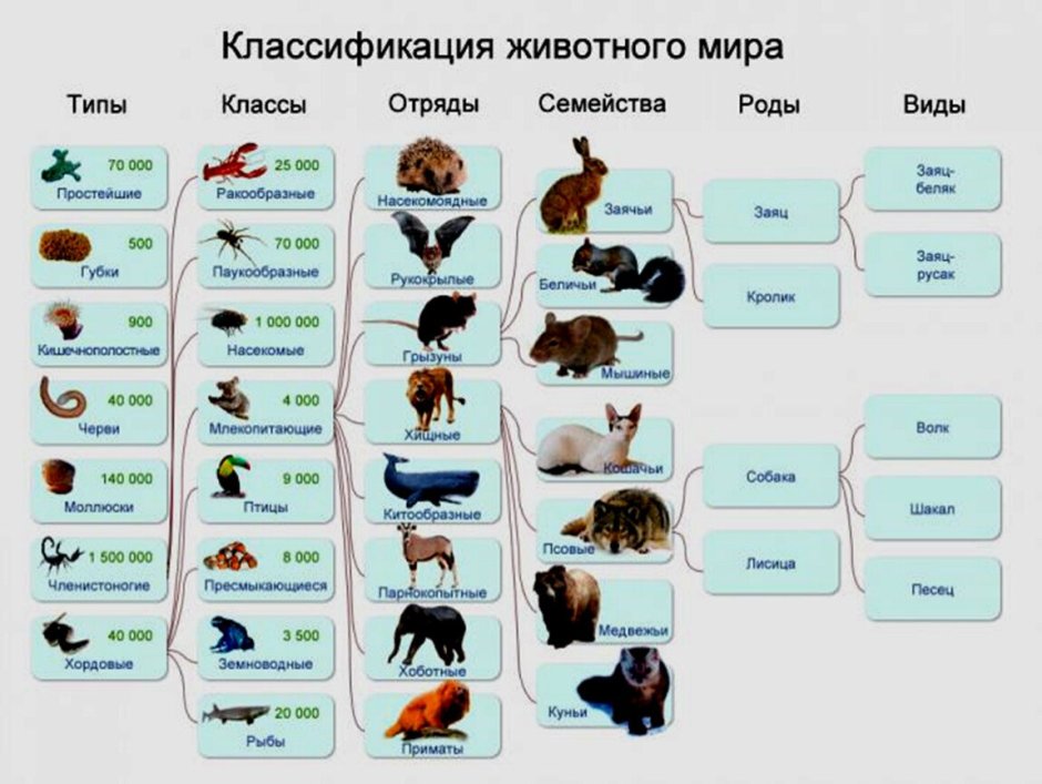 Семейства животных классификация