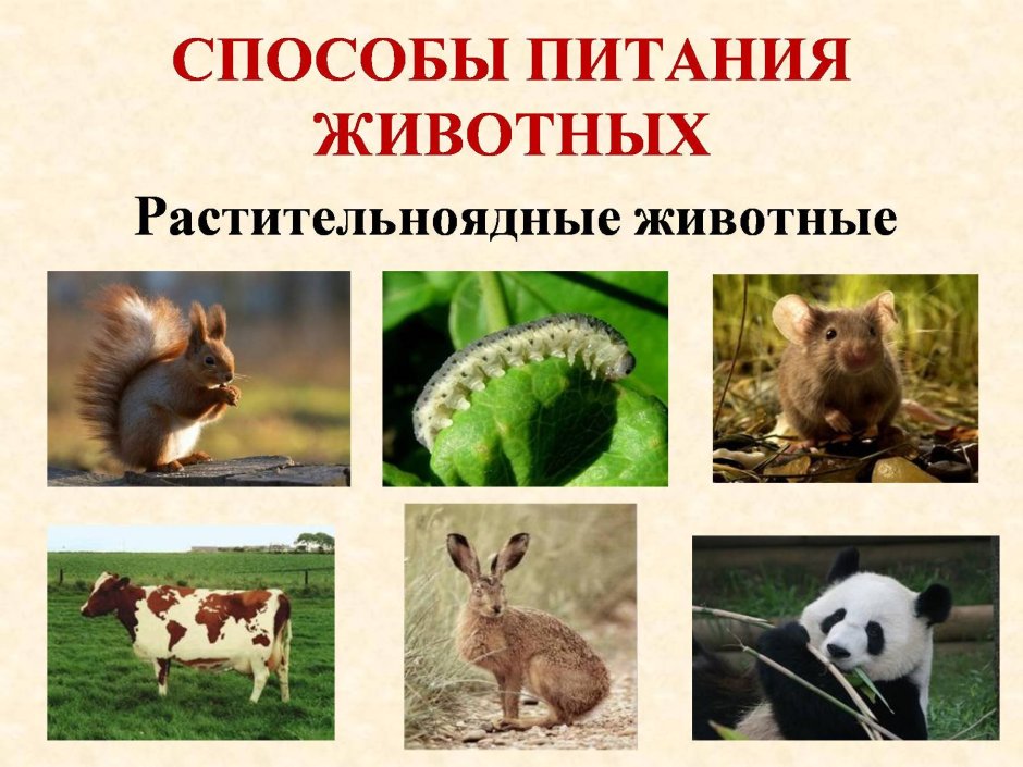 Способы питания животных