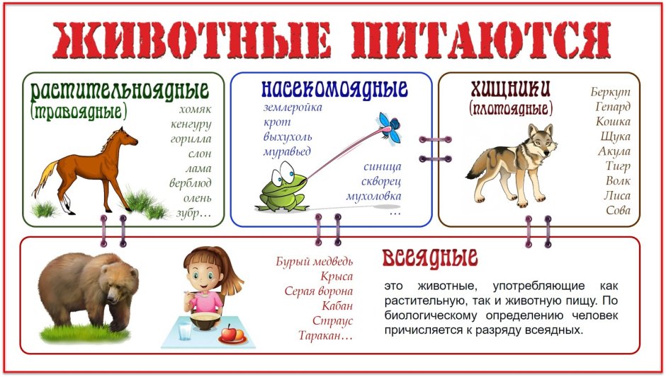 Чем питаются животные