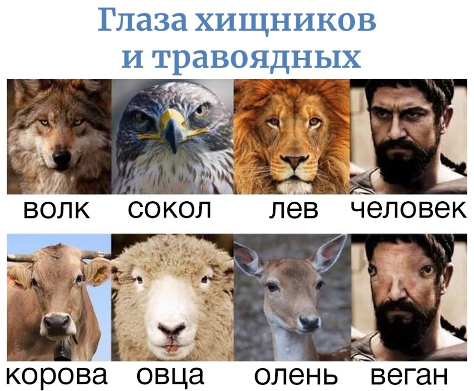 Расположение глаз у хищников и травоядных