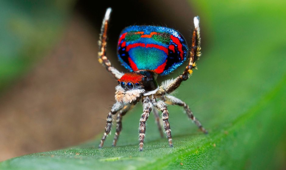 Паук-Павлин Maratus