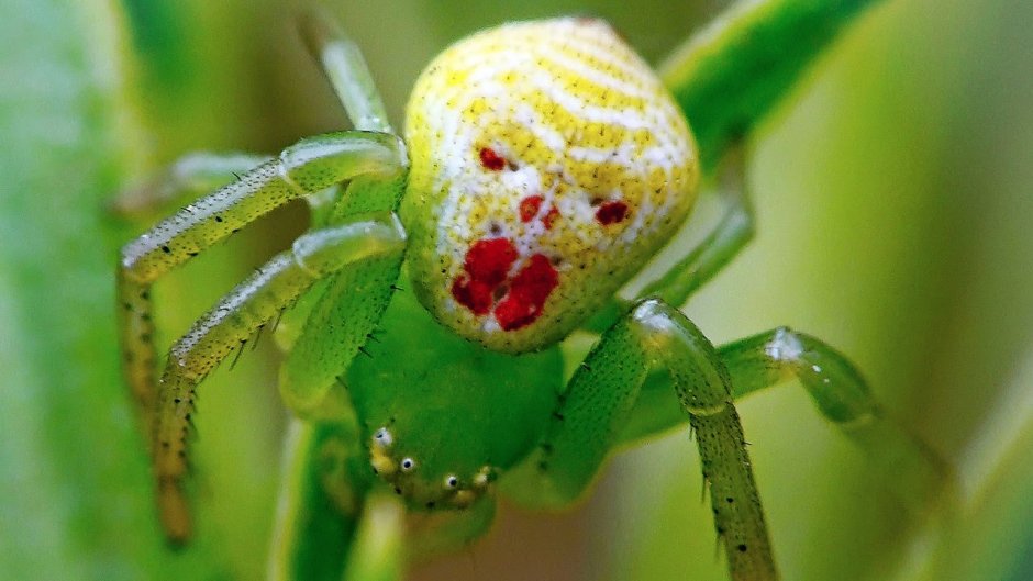 Theridion grallator