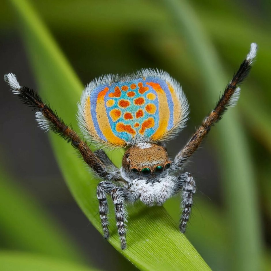 Паук Maratus volans