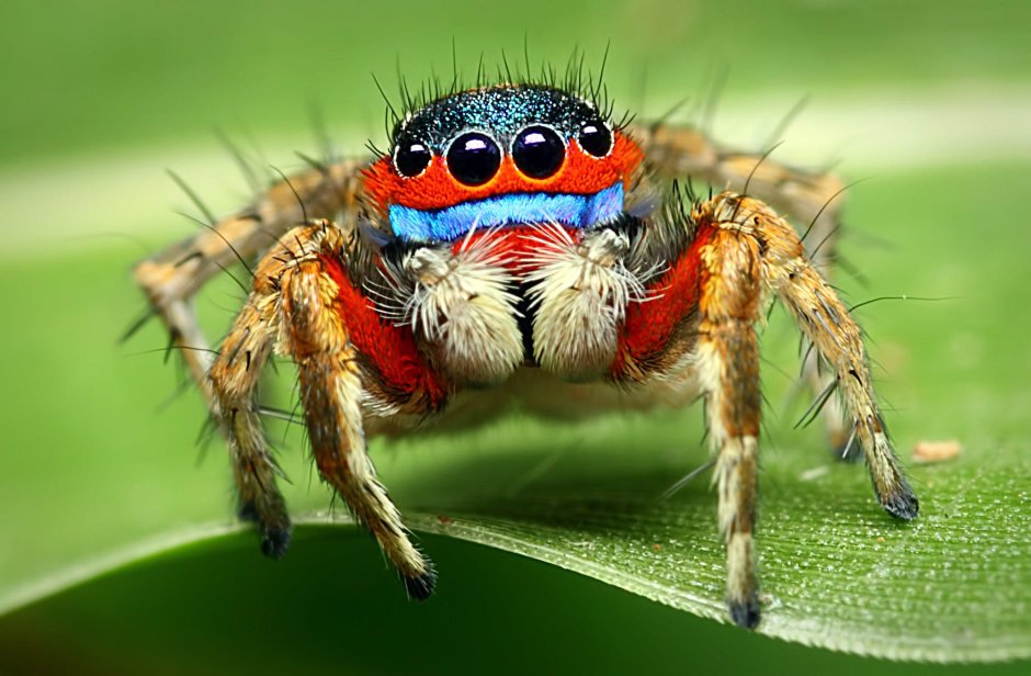 Паук-Павлин (Maratus volans)