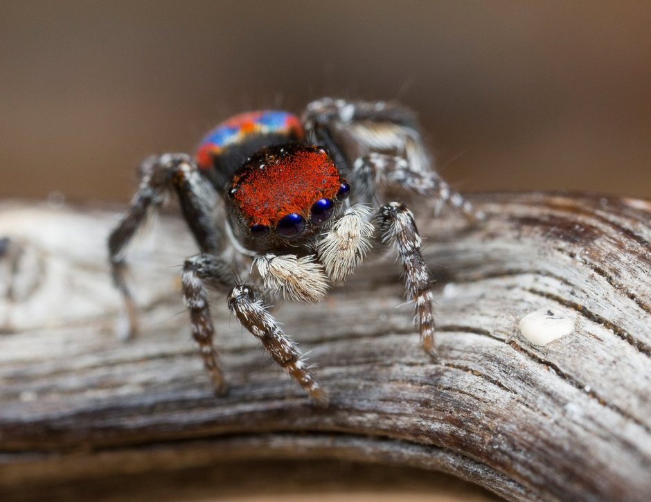 Maratus Bubo