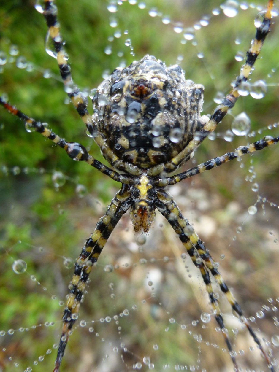 Павлиний паук (Maratus volans)