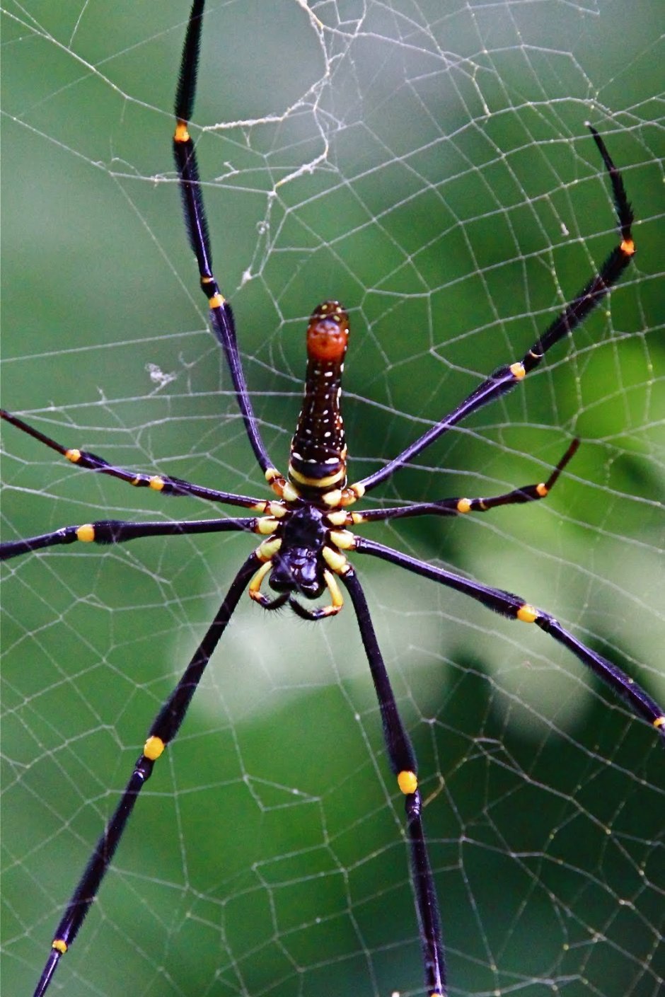 Araneus diadematus - крестовик