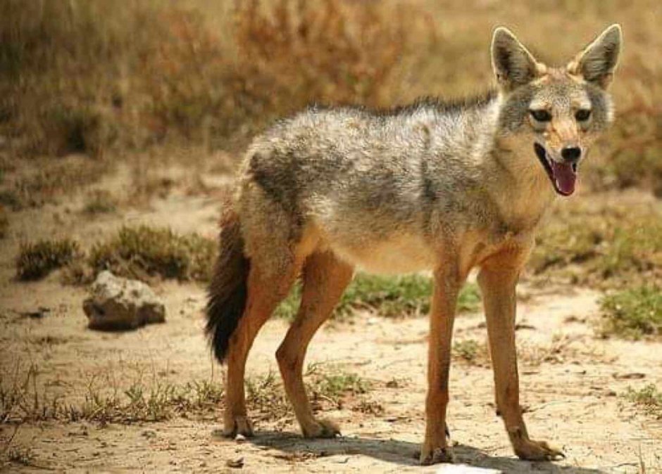 Аравийский волк canis Lupus arabs