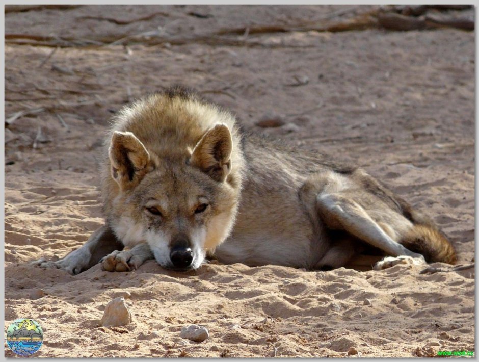 Волчонок canis Lupus