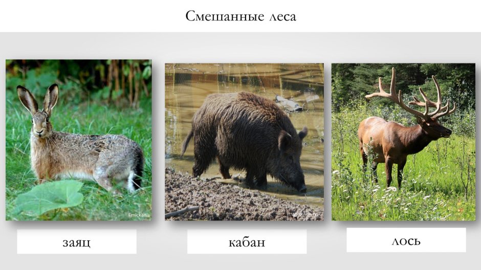 Лось кабан заяц