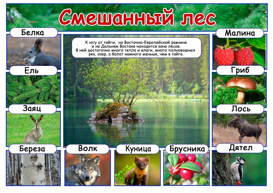 Природные зоны для дошкольников