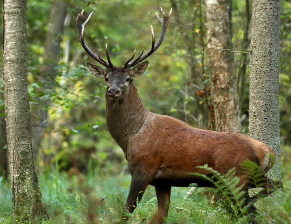 Благородный олень (Cervus elaphus) ареал