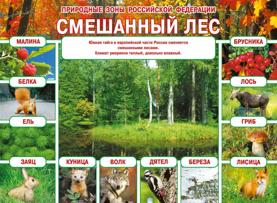 Природные зоны России смешанные леса